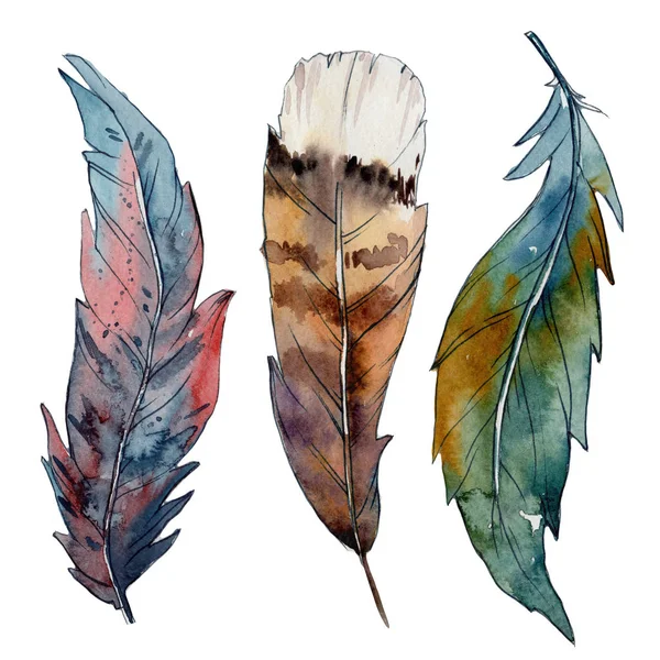 Suluboya kuş tüyü izole kanat üzerinden.