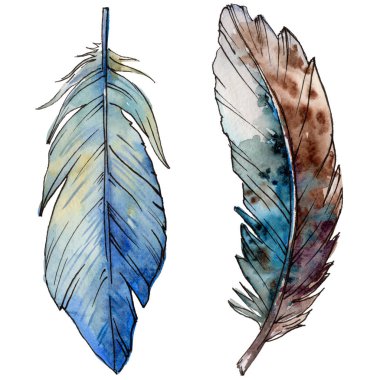 Suluboya kuş tüyü izole kanat üzerinden.