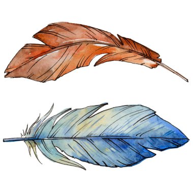 Suluboya kuş tüyü izole kanat üzerinden.