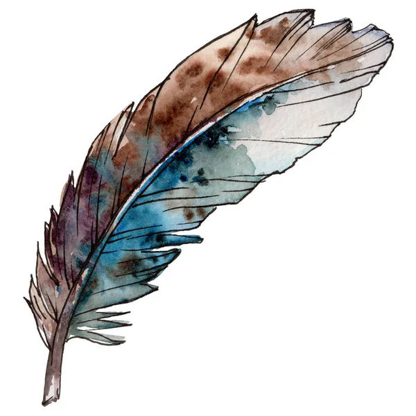 Suluboya kuş tüyü izole kanat üzerinden.