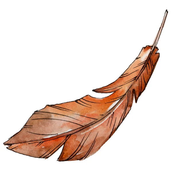 Акварельне пташине перо з крила ізольоване . — стокове фото
