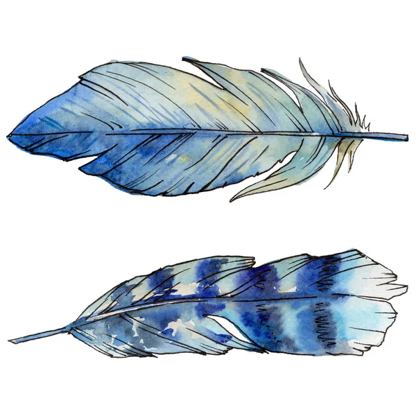 Акварельне пташине перо з крила ізольоване . — стокове фото