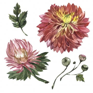 Kır çiçeği aster çiçek izole bir suluboya tarzında.