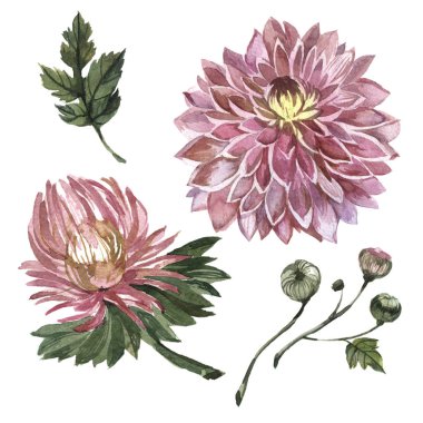 Kır çiçeği aster çiçek izole bir suluboya tarzında.