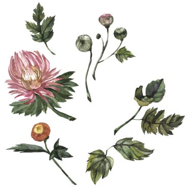 Kır çiçeği aster çiçek izole bir suluboya tarzında.