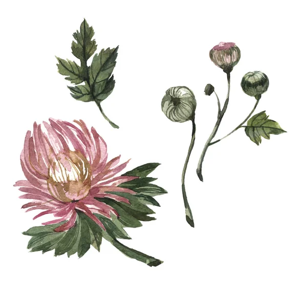 Wildflower aster floare într-un stil acuarelă izolat . — Fotografie, imagine de stoc