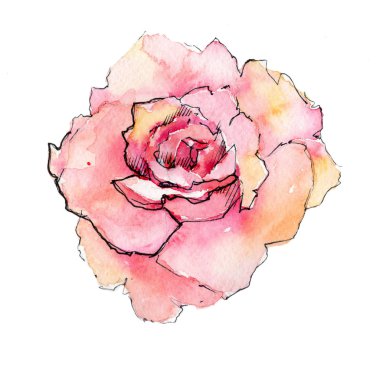 Kır çiçeği gül çiçek izole bir suluboya tarzında.