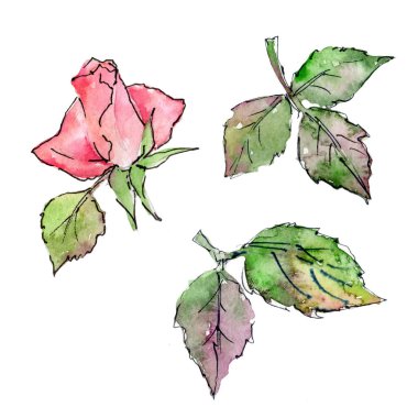 Kır çiçeği gül çiçek izole bir suluboya tarzında.