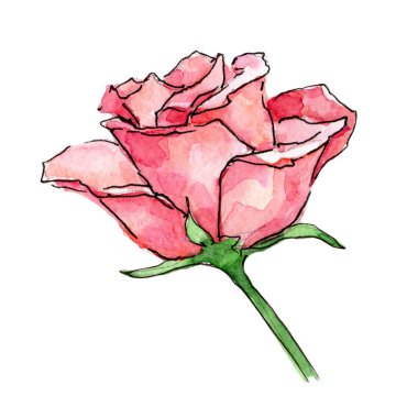 Kır çiçeği gül çiçek izole bir suluboya tarzında.