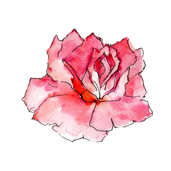 Kır çiçeği gül çiçek izole bir suluboya tarzında.