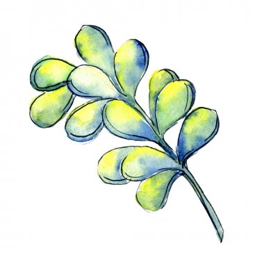 Tropikal kaktüs izole bir suluboya tarzında bırakır.