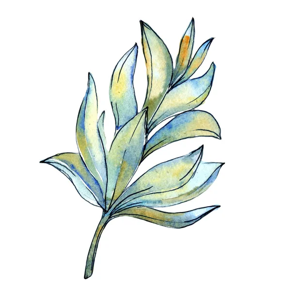 Folhas de cacto tropicais em um estilo aquarela isolado . — Fotografia de Stock