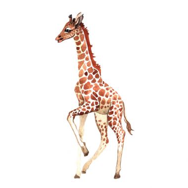 Exotic giraffe wild animal in a watercolor style isolated. clipart