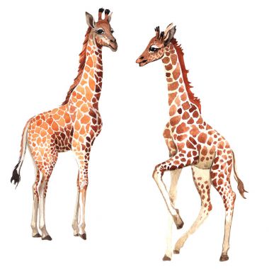 Egzotik zürafa vahşi hayvan izole bir suluboya tarzında.