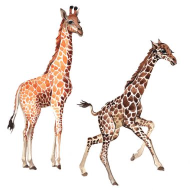 Egzotik zürafa vahşi hayvan izole bir suluboya tarzında.