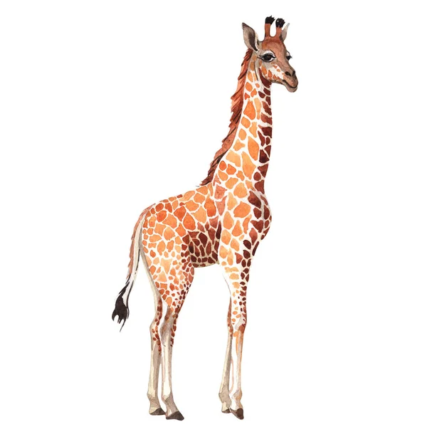 Exotic giraffe wild animal in a watercolor style isolated. — Stock Photo, Image
