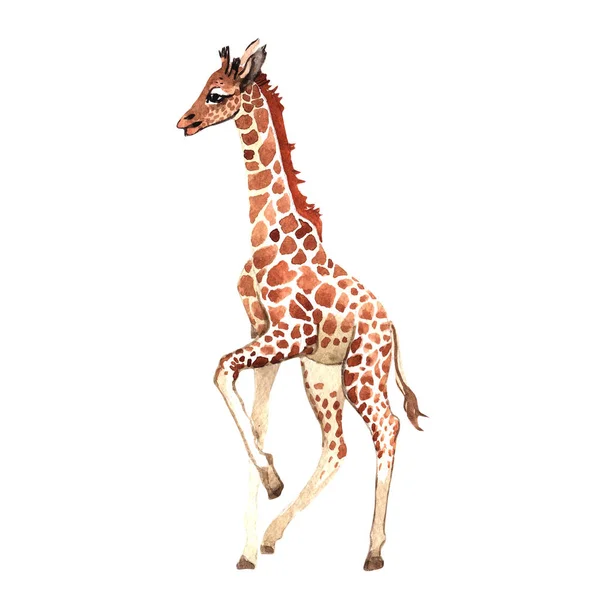 Екзотичні жирафи дикі тварини в акварельному стилі ізольовані . — стокове фото