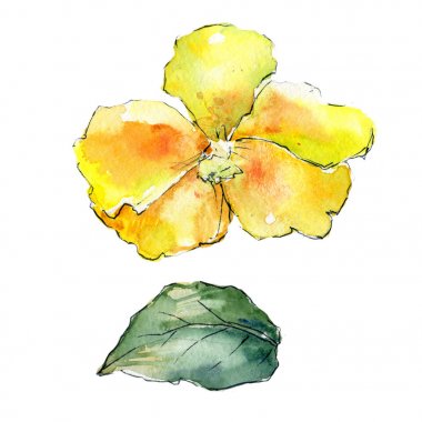 Kır çiçeği orkide çiçek izole bir suluboya tarzında.