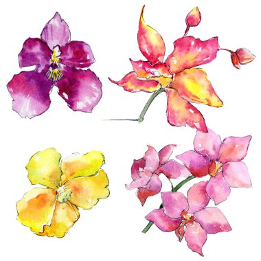 Kır çiçeği orkide çiçek izole bir suluboya tarzında.