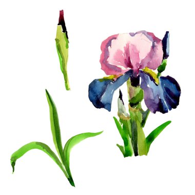 Kır çiçeği Iris çiçek izole bir suluboya tarzında.