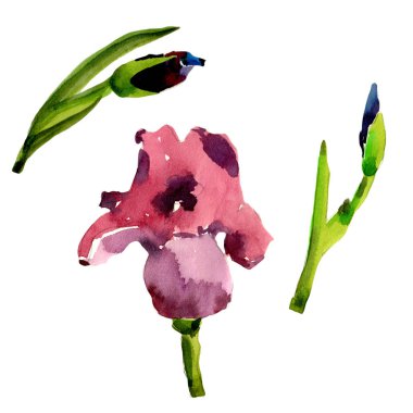 Kır çiçeği Iris çiçek izole bir suluboya tarzında.