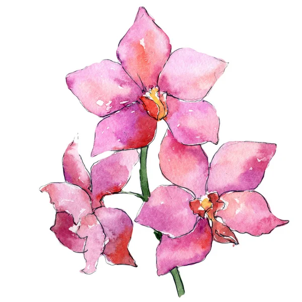 Fleurs d'orchidée sauvage dans un style aquarelle isolé . — Photo