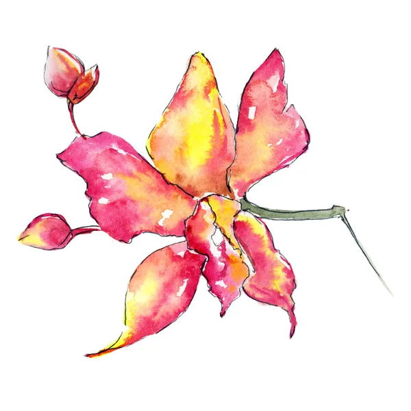 Kır çiçeği orkide çiçek izole bir suluboya tarzında.