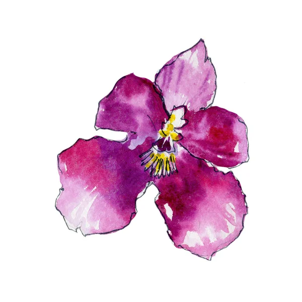 Fleurs d'orchidée sauvage dans un style aquarelle isolé . — Photo