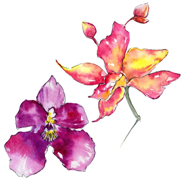 Kır çiçeği orkide çiçek izole bir suluboya tarzında.