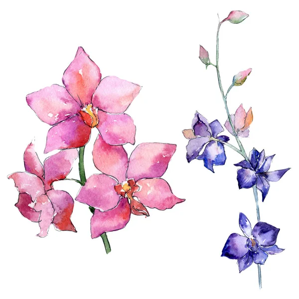Kır çiçeği orkide çiçek izole bir suluboya tarzında. — Stok fotoğraf
