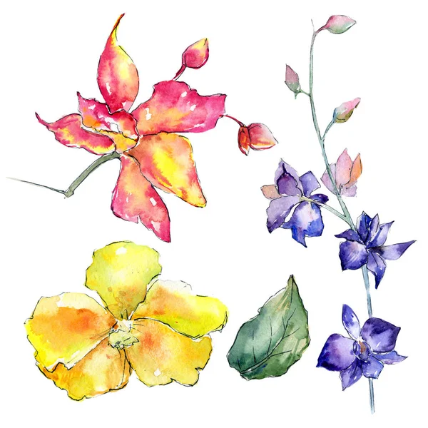 Wildflower orkidé blomma i akvarell stil isolerade. — Stockfoto
