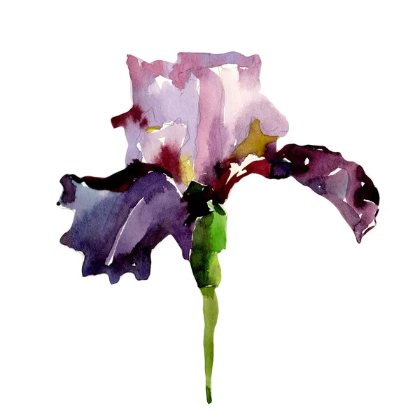 Flor de íris de flores silvestres em um estilo aquarela isolado . — Fotografia de Stock