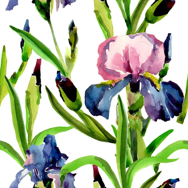 Kır çiçeği Iris çiçek deseni suluboya tarzında.