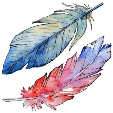 Suluboya kuş tüyü izole kanat üzerinden.