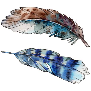 Suluboya kuş tüyü izole kanat üzerinden.