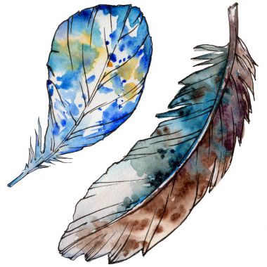 Suluboya kuş tüyü izole kanat üzerinden.