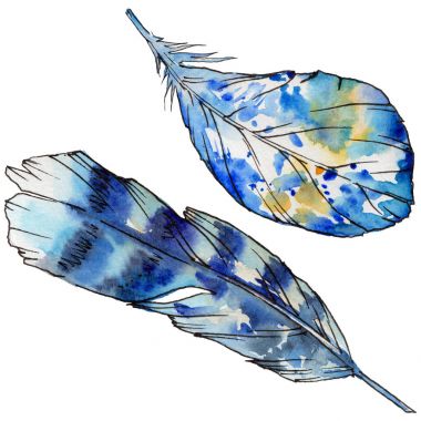 Suluboya kuş tüyü izole kanat üzerinden.