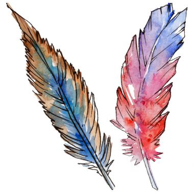 Suluboya kuş tüyü izole kanat üzerinden.