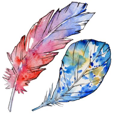 Suluboya kuş tüyü izole kanat üzerinden.