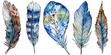 Suluboya kuş tüyü izole kanat üzerinden.