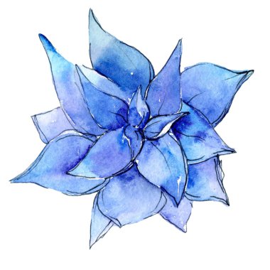 Tropikal kaktüs izole bir suluboya tarzında bırakır.