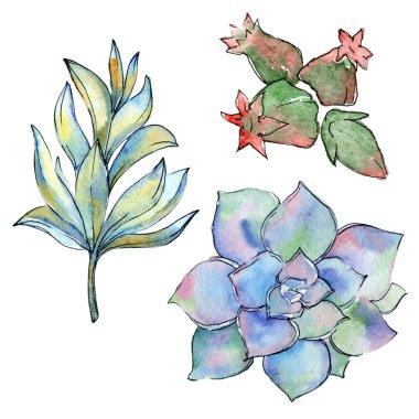 Tropikal kaktüs izole bir suluboya tarzında bırakır.