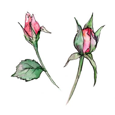 Kır çiçeği gül çiçek izole bir suluboya tarzında.