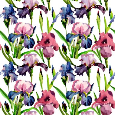 Kır çiçeği Iris çiçek deseni suluboya tarzında.