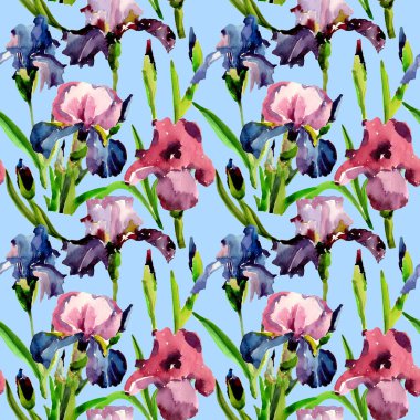 Kır çiçeği Iris çiçek deseni suluboya tarzında.