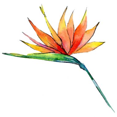 Tropikal Hawaii izole bir suluboya tarzında bırakır.