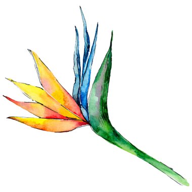 Tropikal Hawaii izole bir suluboya tarzında bırakır.