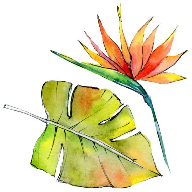 Tropikal Hawaii izole bir suluboya tarzında bırakır.