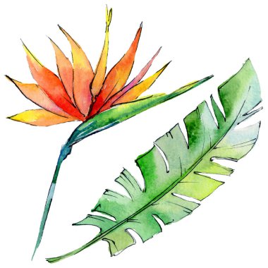 Tropikal Hawaii izole bir suluboya tarzında bırakır.