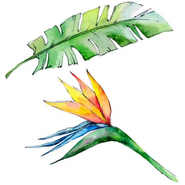 Tropikal Hawaii izole bir suluboya tarzında bırakır.